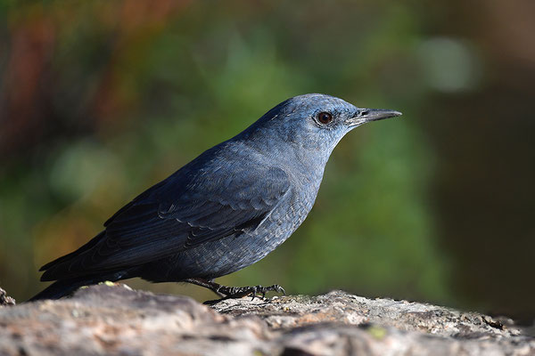Blaumerle