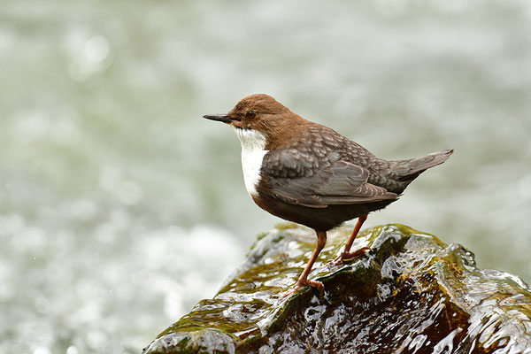 Wasseramsel