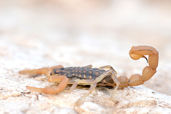 Gemeiner Skorpion