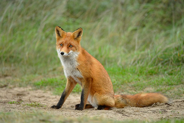 Fuchs