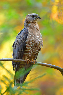Wespenbussard, Nationalpark Bayrischer Wald Tierfreigelände Neuschönau