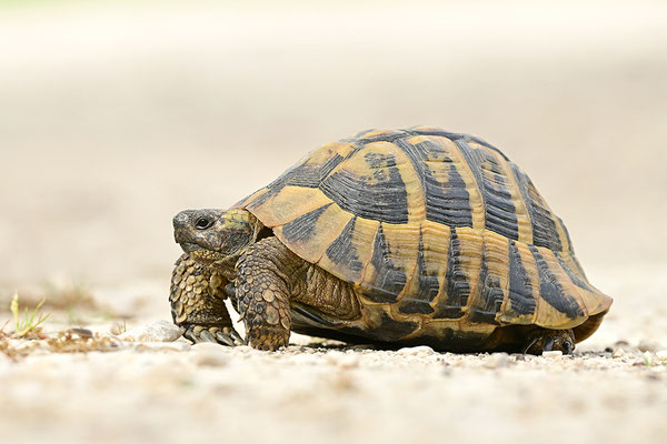Griechische Landschildkröte