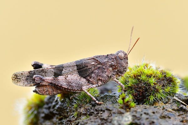 Blauflügelödlandschrecke