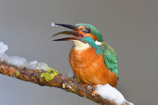 Eisvogel