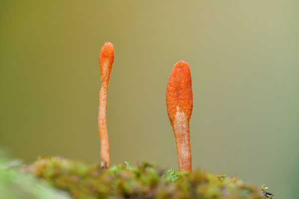 Puppenkeulenpilz