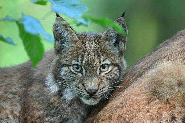 Jungluchs, Tierpark Gangelt