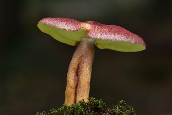 Purpurfilziger Holzritterling