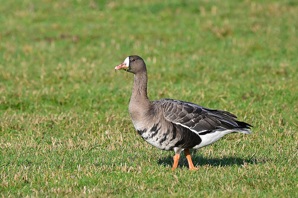 Blässgans