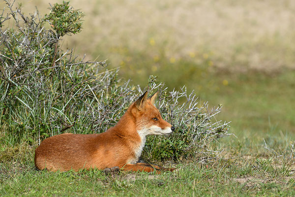 Fuchs