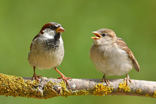Haussperling Altvogel mit Jungvogel