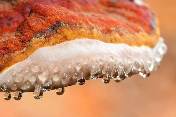 Rotrandiger Baumschwamm mit Tropfen