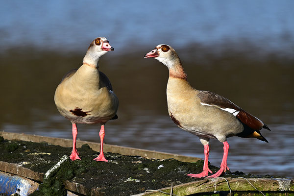 Nilgänse