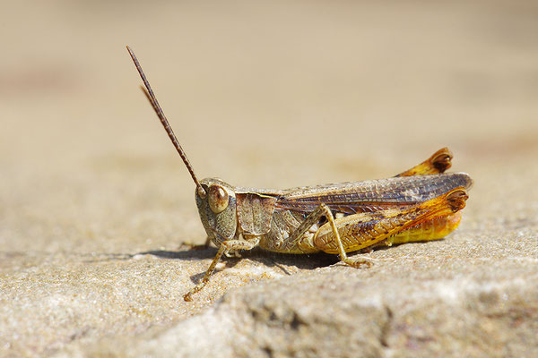 Steppengrashüpfer