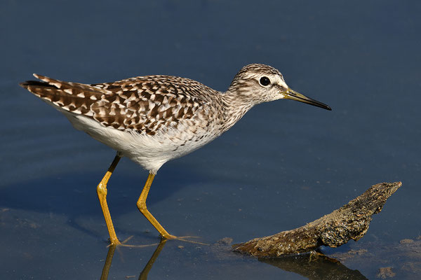 Bruchwasserläufer