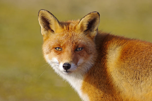 Fuchs Kopfportrait