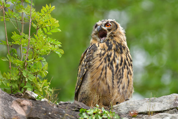 Uhu Jungvogel