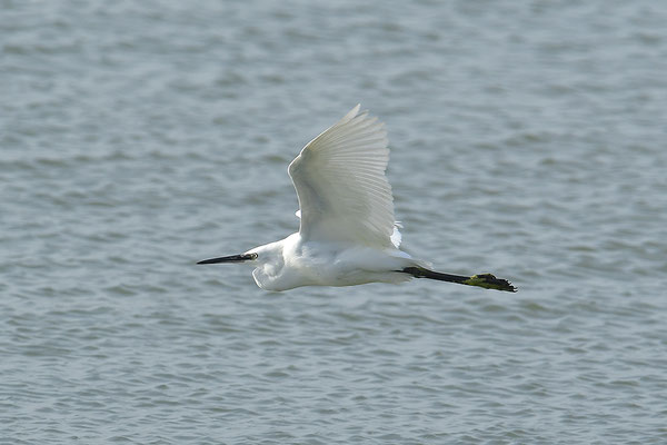 Seidenreiher im Flug