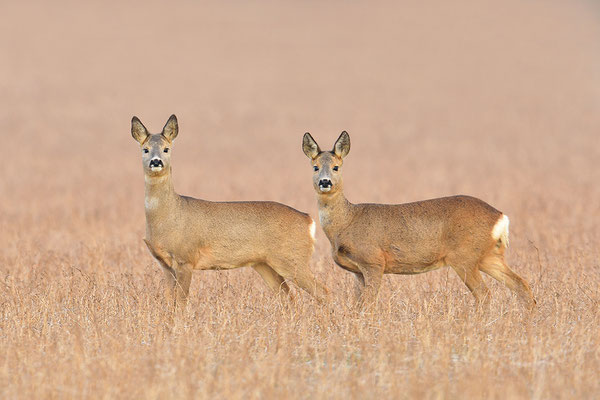 Rehe