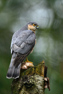 Sperber Männchen