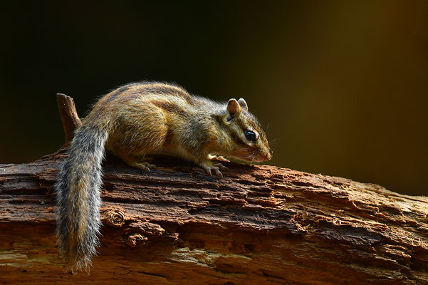 Sibirisches Streifenhörnchen