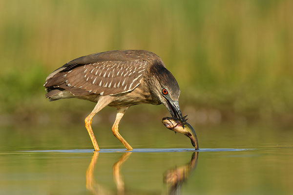 Nachtreiher Jungvogel mit Fisch