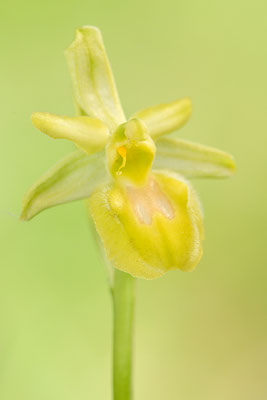 Gelbe Spinnenragwurz flavescens