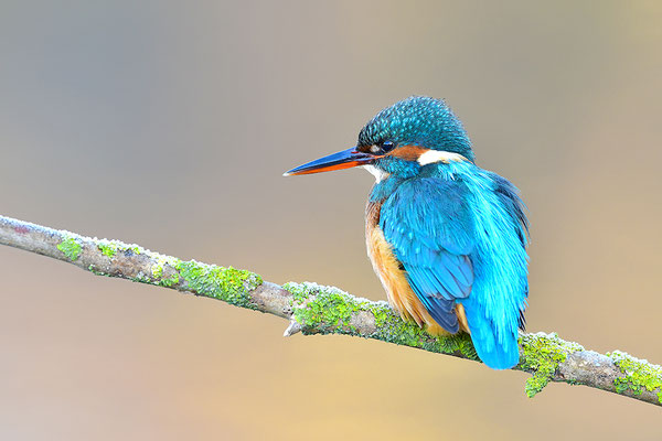 Eisvogel Weibchen