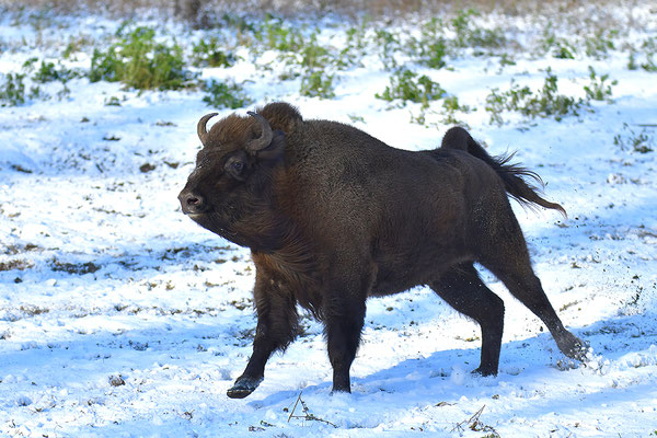 Wisent