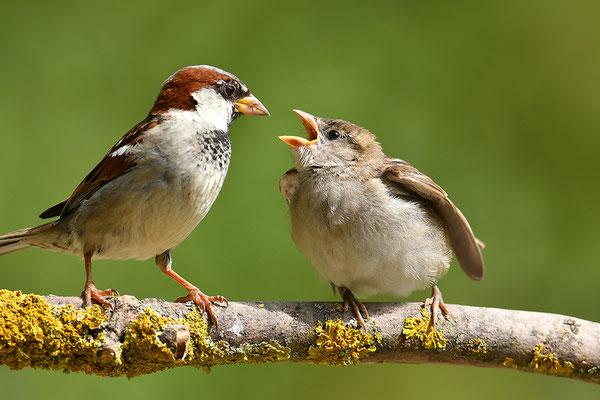 Haussperling Altvogel mit Jungvogel