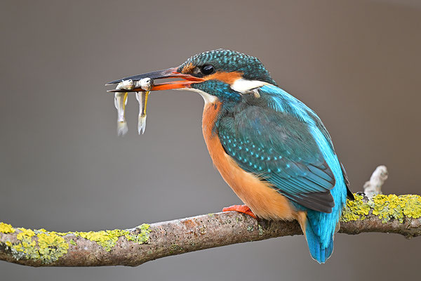 Eisvogel Weibchen