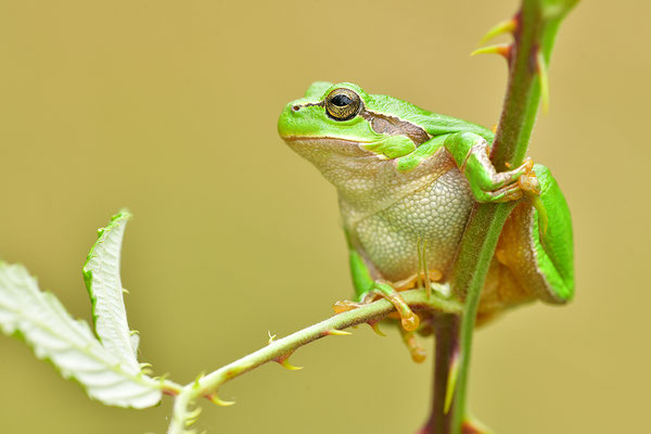 Laubfrosch Weibchen