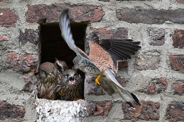 Turmfalke Jungvögel mit Männchen