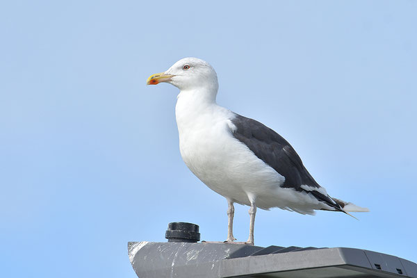 Mantelmöwe