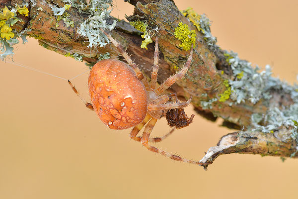 Vierfleckkreuzspinne