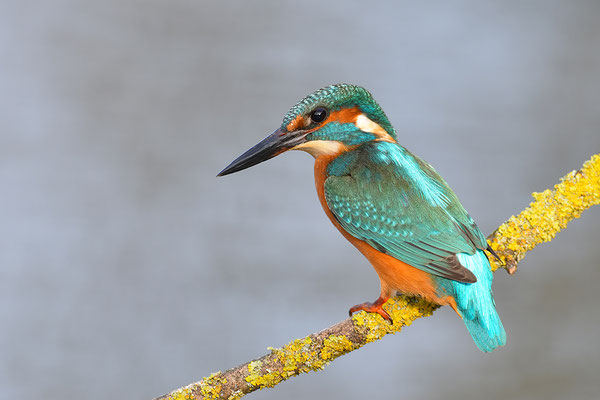Eisvogel