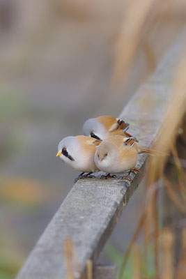 Bartmeise Männchen