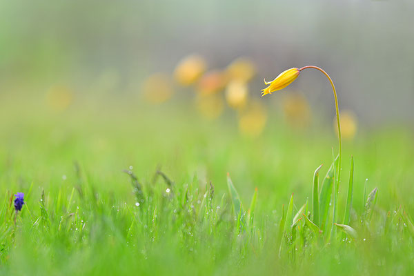 Weinbergtulpe