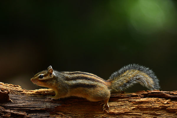 Sibirisches Streifenhörnchen