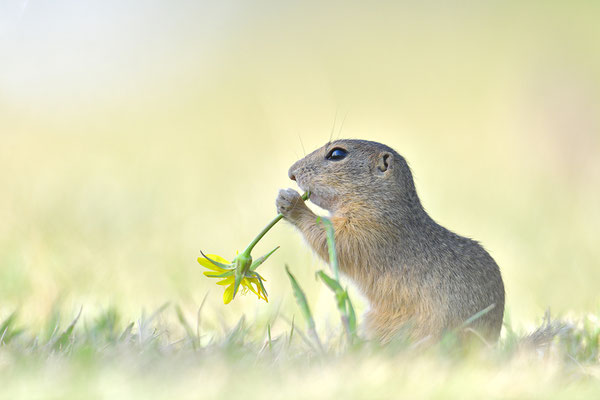 Ziesel