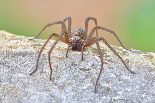 Große Winkelspinne, Hauswinkelspinne
