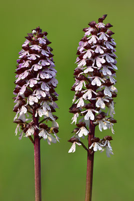 Purpurknabenkraut