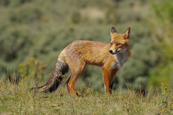 Fuchs