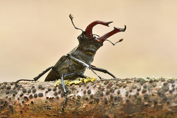 Hirschkäfer Männchen