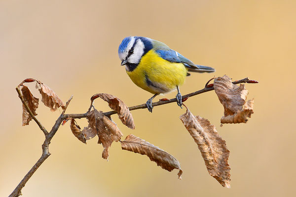 Blaumeise