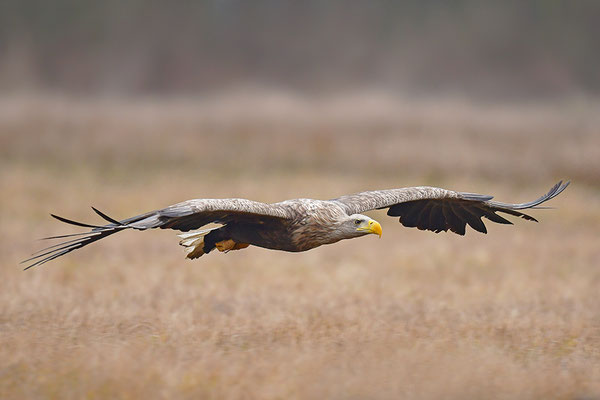Seeadler im Flug