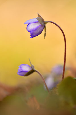 Leberblümchen