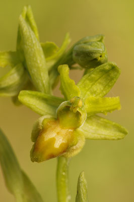 Gelbe Spinnenragwurz flavescens