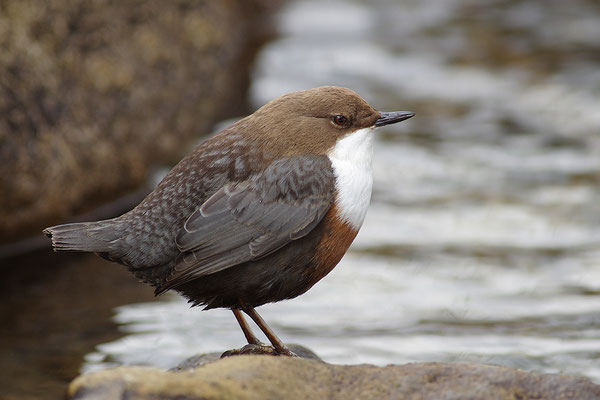 Wasseramsel