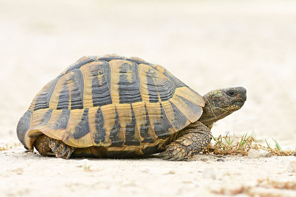 Griechische Landschildkröte