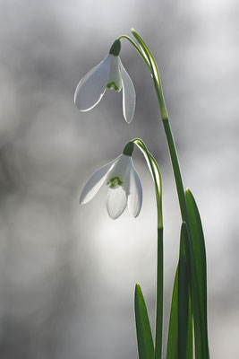 Schneeglöckchen